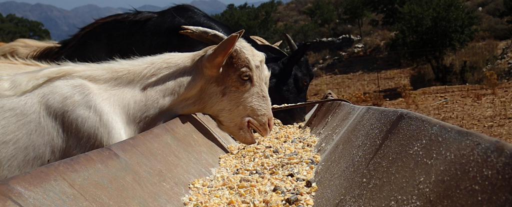 goat eating