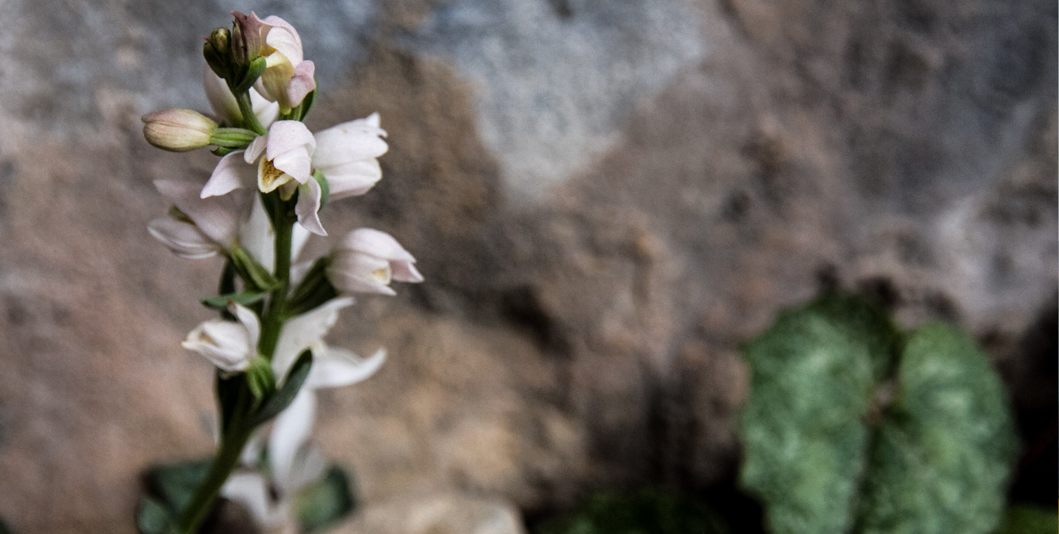 Cretan Cephalanthera (Cephalanthera cucullata)