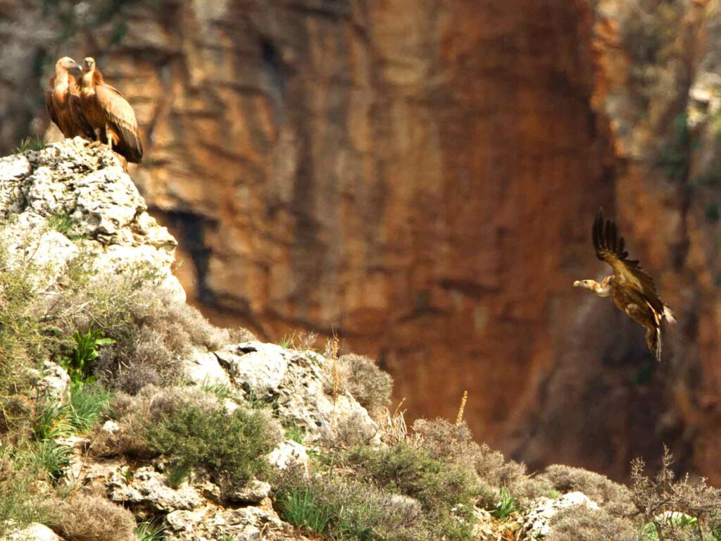 Gyps fulvus pair