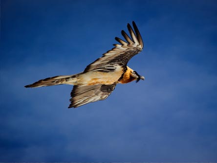 Gypaetus barbatus