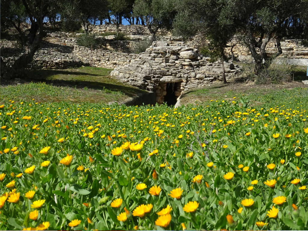 Calendulas in front of a Minoan tomb