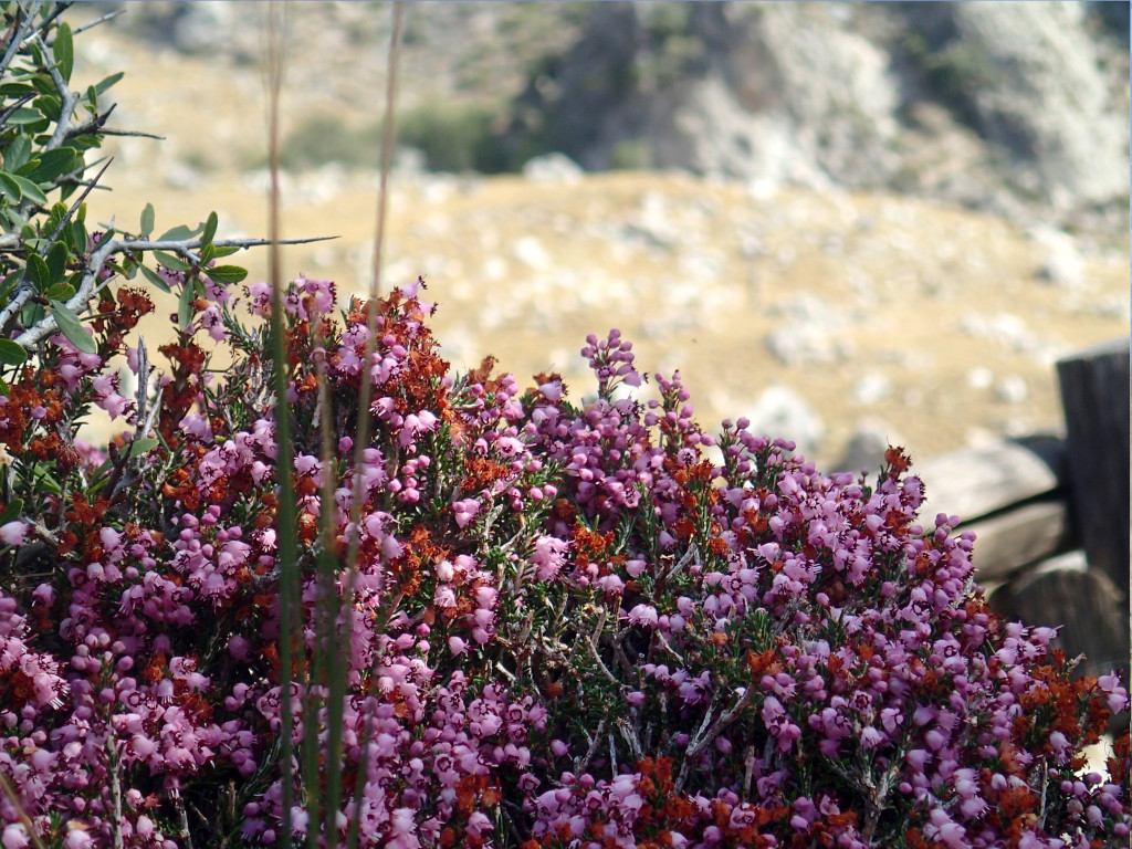 blooming erica
