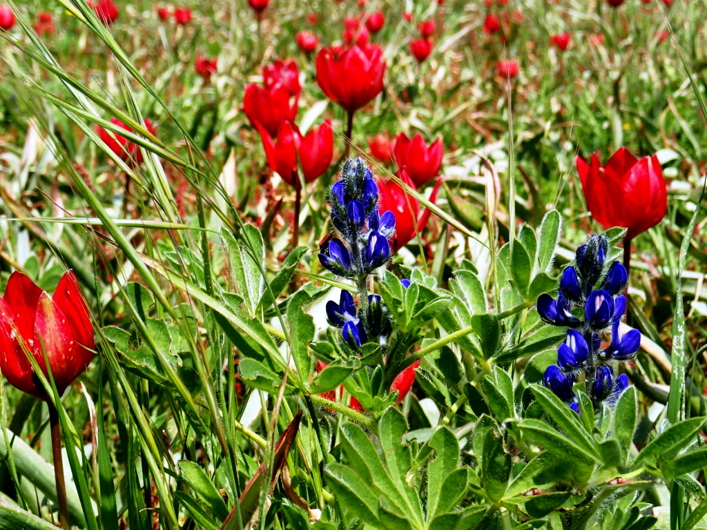 Tulips & Lupins
