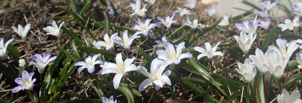 Scilla original