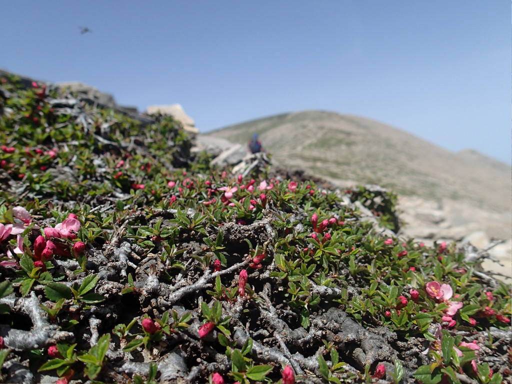 blooming bush on the way to the summit