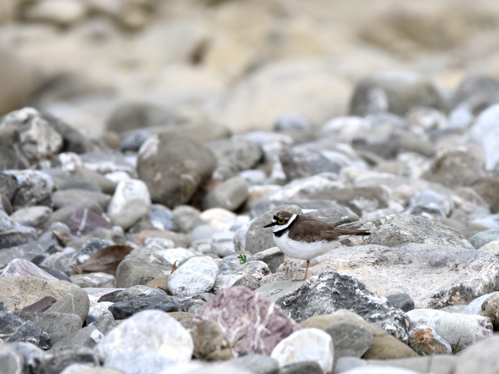 little ringed plover