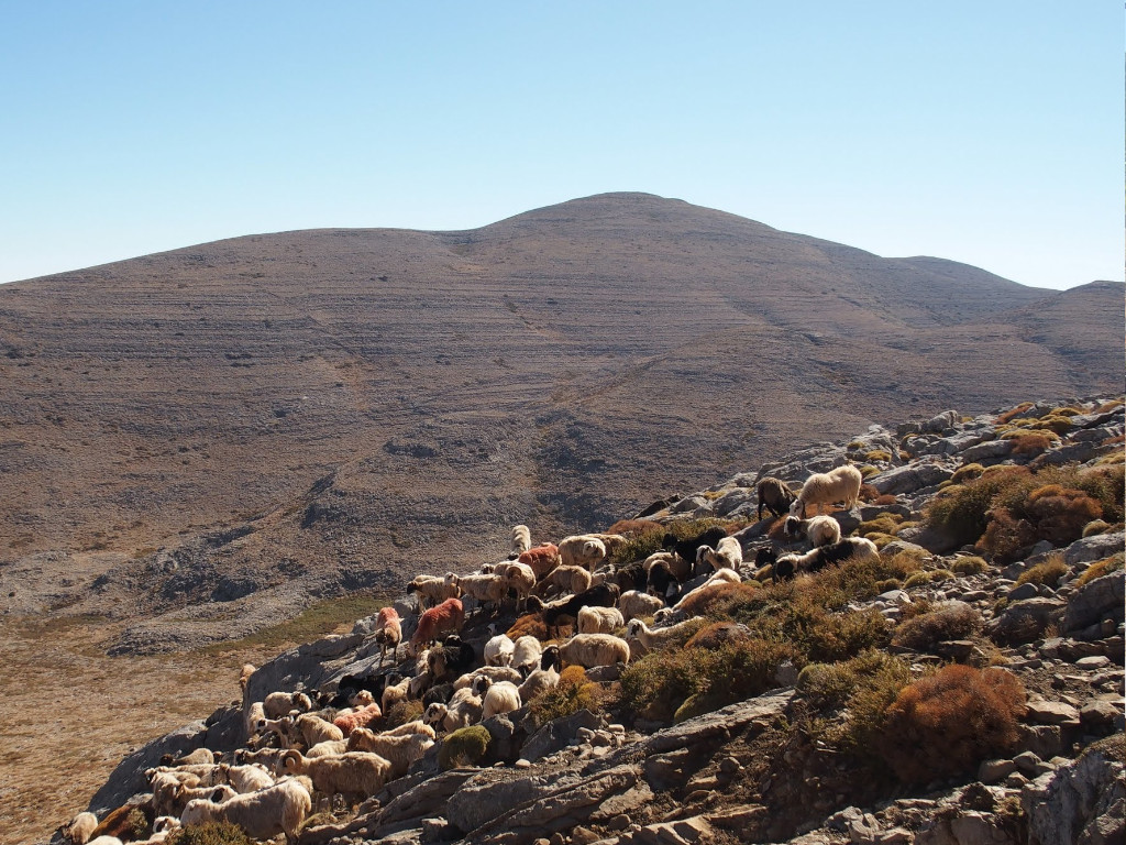Sheep herd on the mountain being called for cheese making by a Cretan shepherd