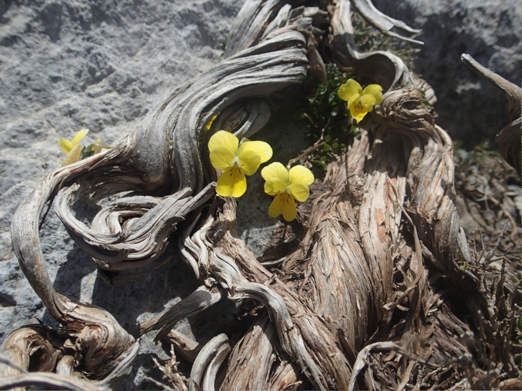 The yellow viola fragrans species within a junction of roots