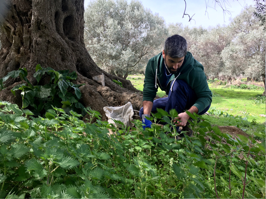 Person collecting herbs under an old olive tree