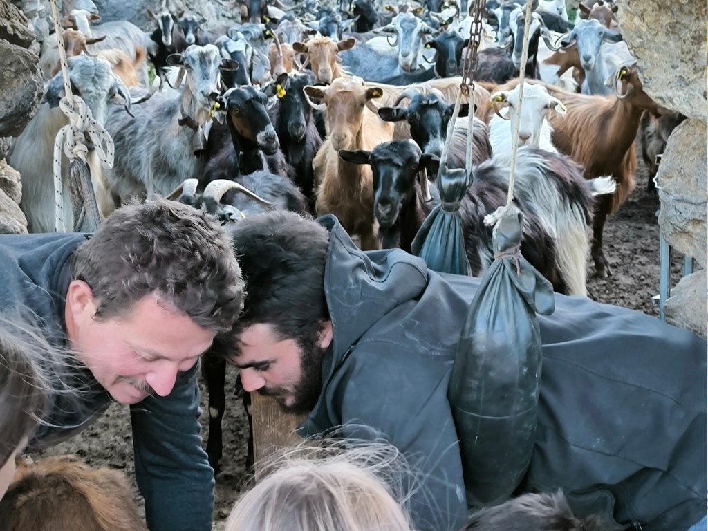 Shepherds milking goats, surrounded by kids